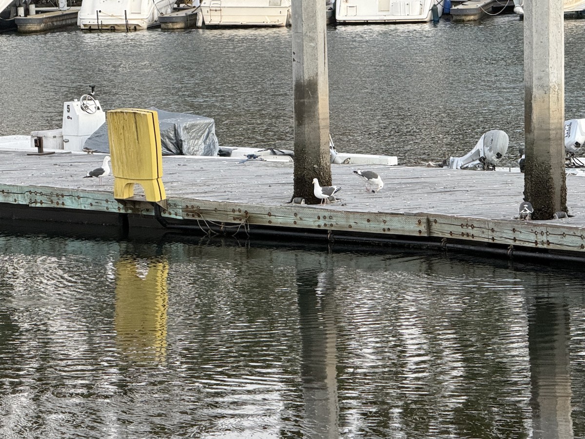 Western Gull - ML644122760