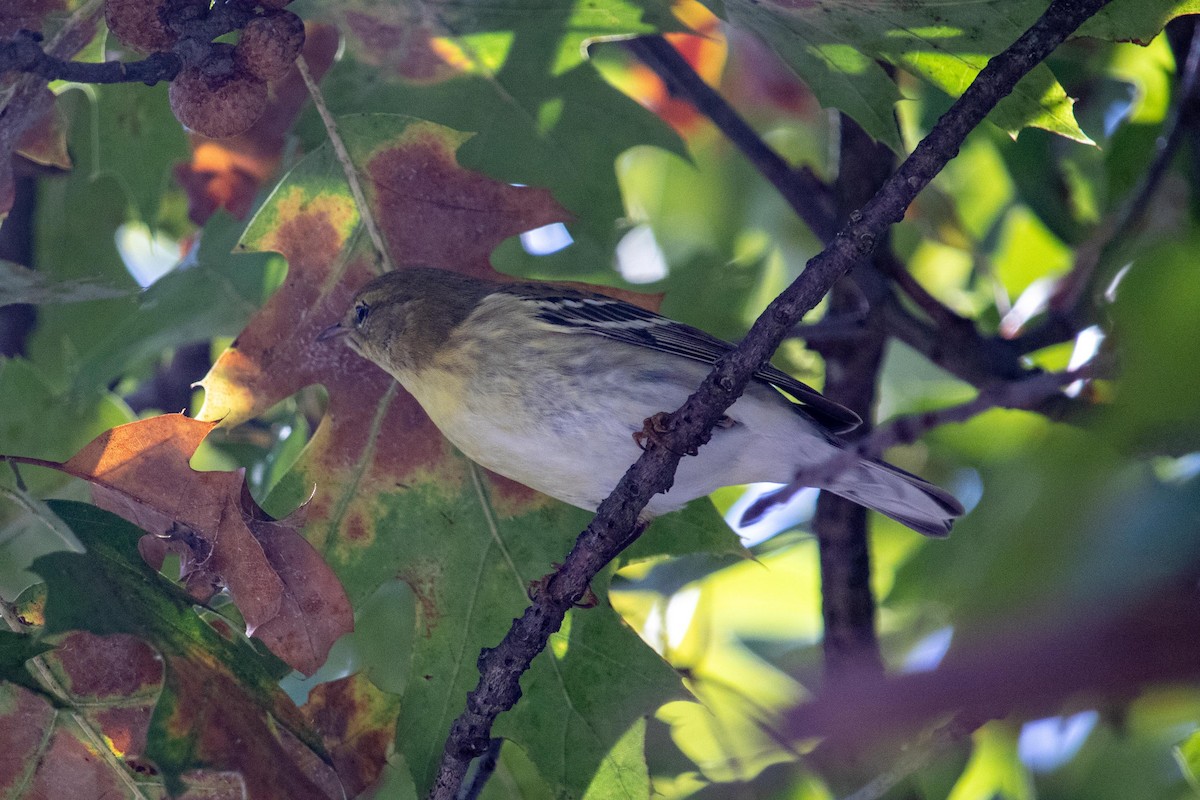Blackpoll Warbler - ML644122762