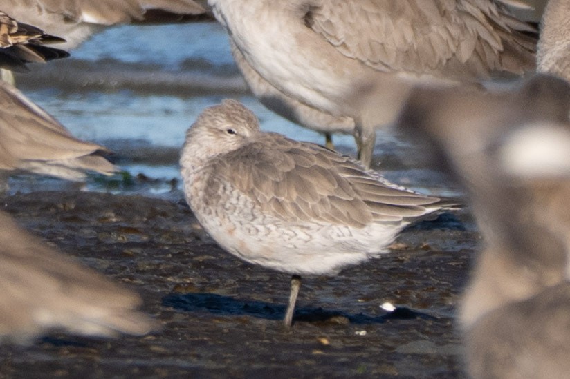 Red Knot - ML644122763