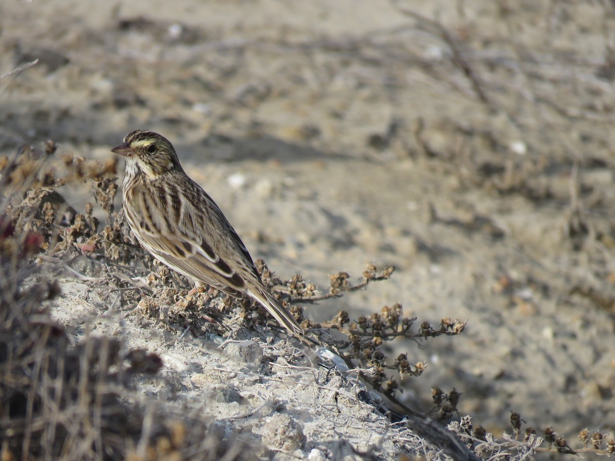 Savannah Sparrow (Belding's) - ML644122766