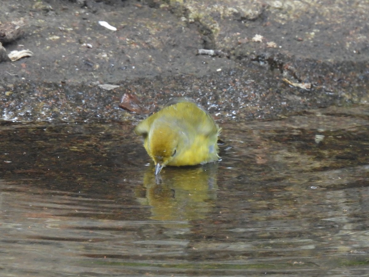 Mangrove Yellow Warbler (Galapagos) - ML644122767