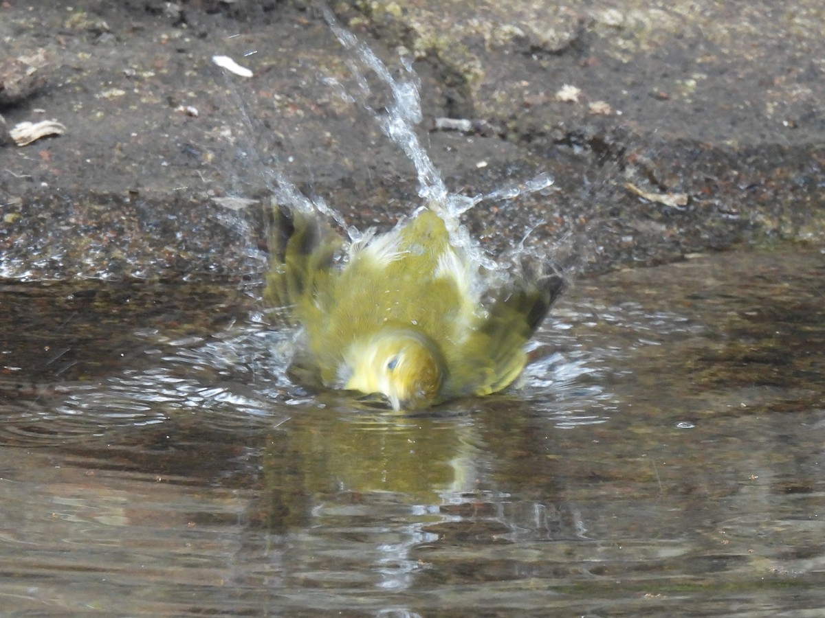 Mangrove Yellow Warbler (Galapagos) - ML644122768