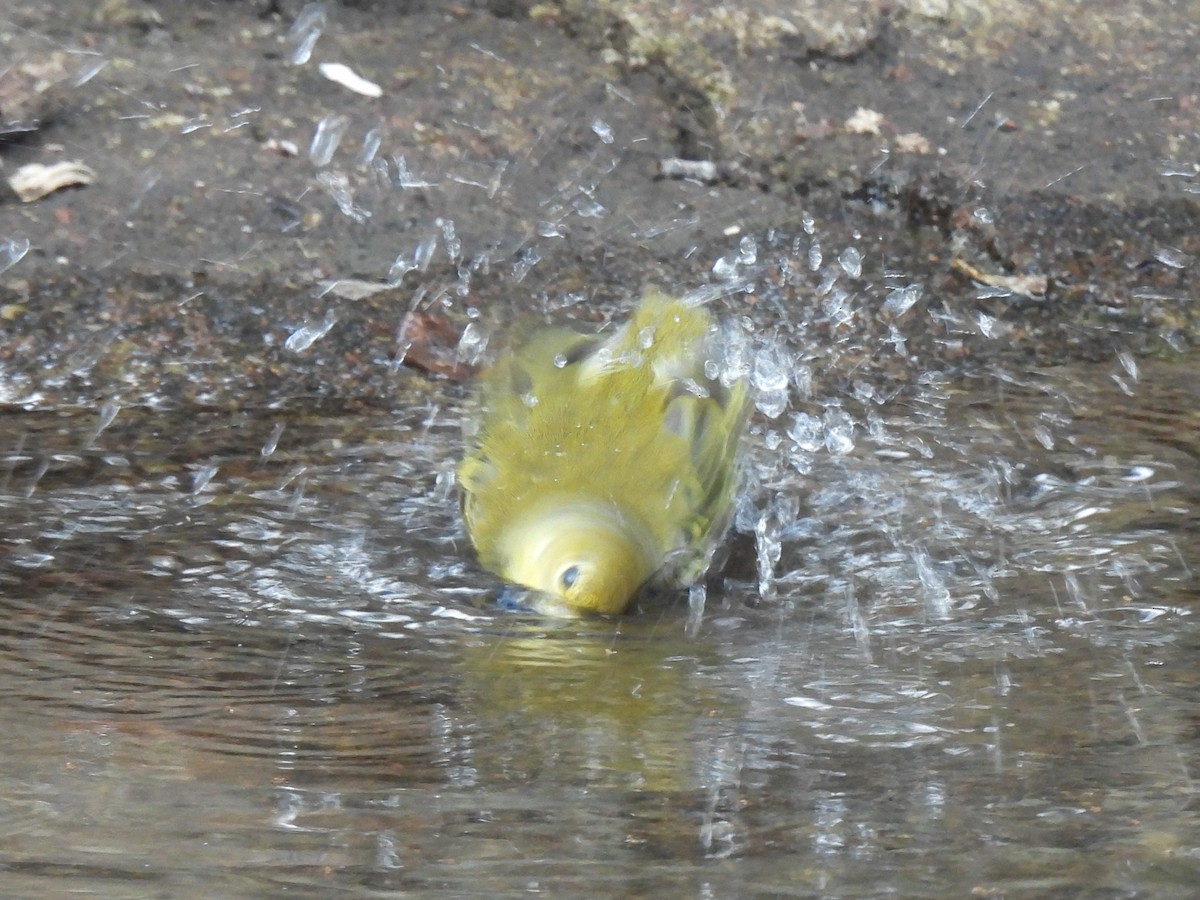 Mangrove Yellow Warbler (Galapagos) - ML644122769