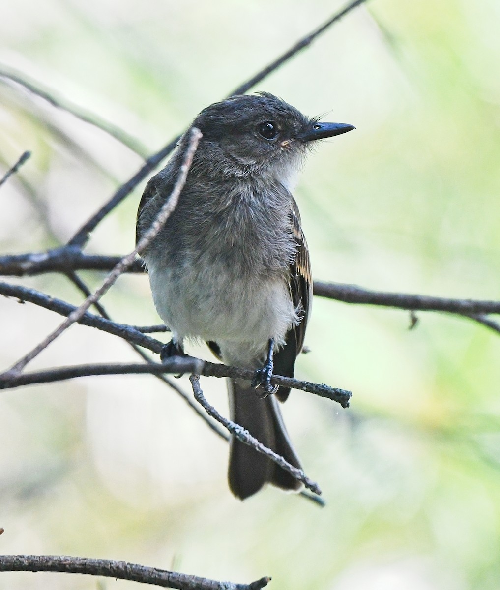 Eastern Phoebe - ML644122774