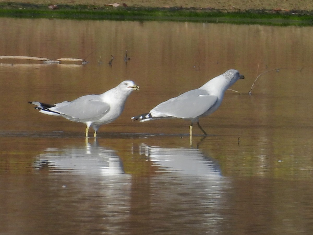 Ring-billed Gull - ML644122785