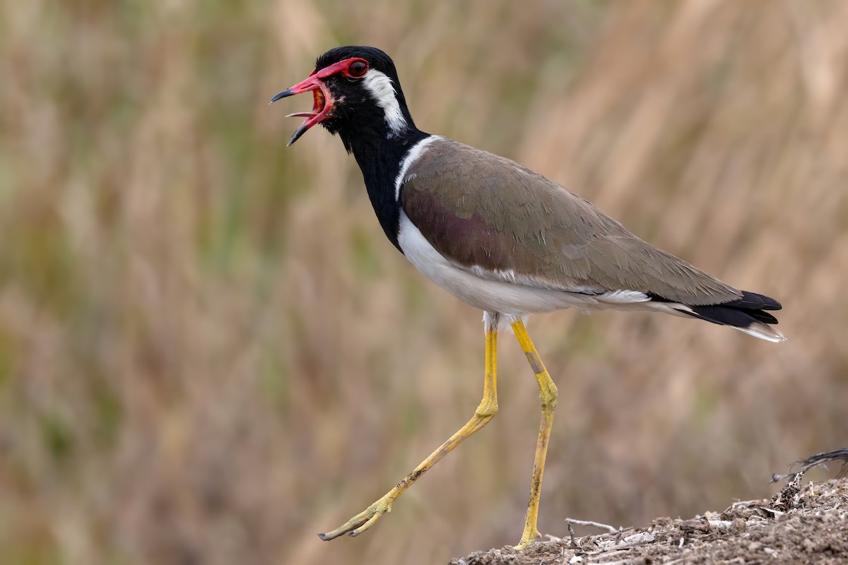 Red-wattled Lapwing - ML644122791