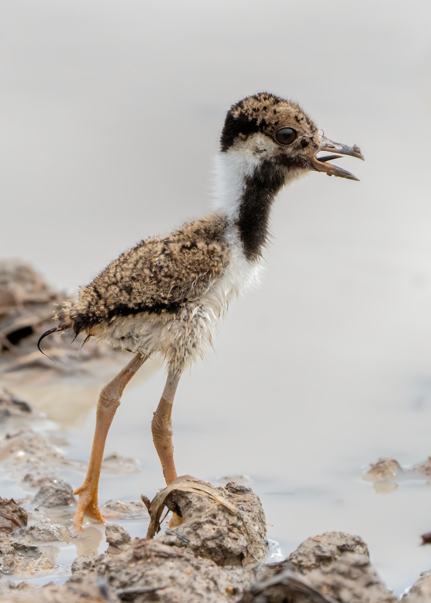 Red-wattled Lapwing - ML644122792