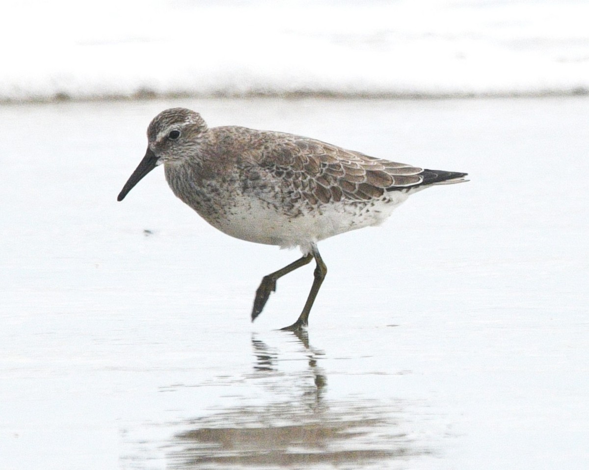 Red Knot - ML644122795