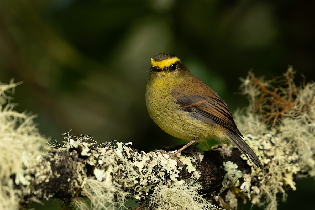 キバラヒタキタイランチョウ - ML644122796