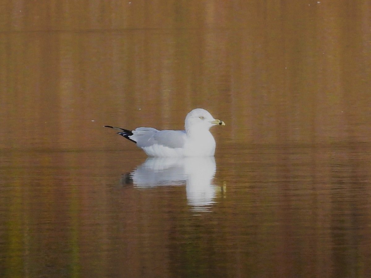 Ring-billed Gull - ML644122811