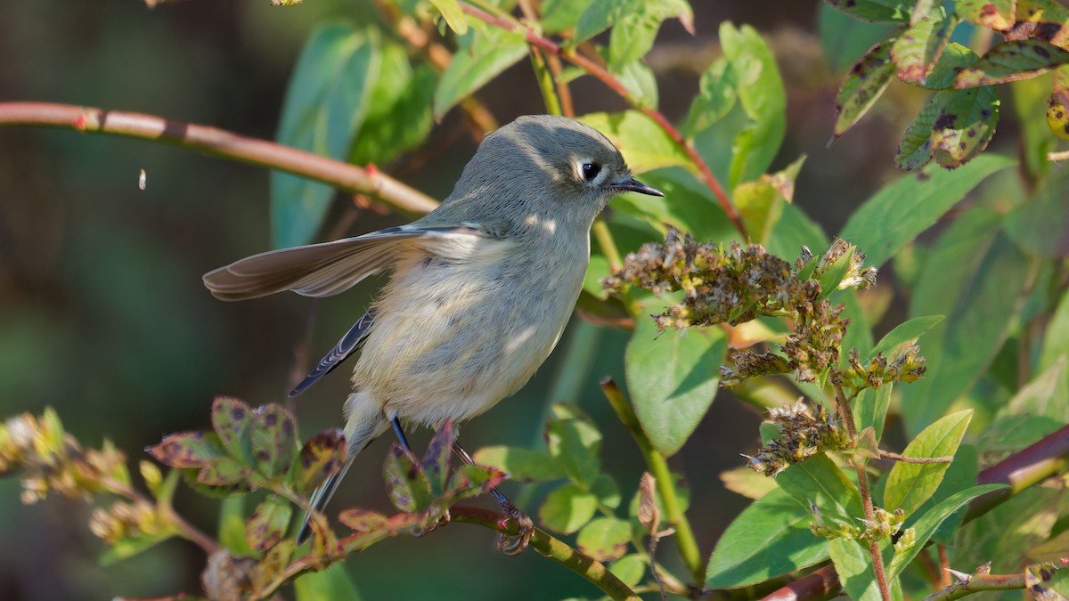Ruby-crowned Kinglet - ML644122813