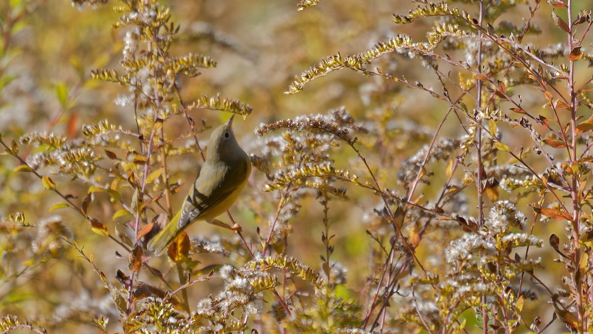 Nashville Warbler - ML644122821