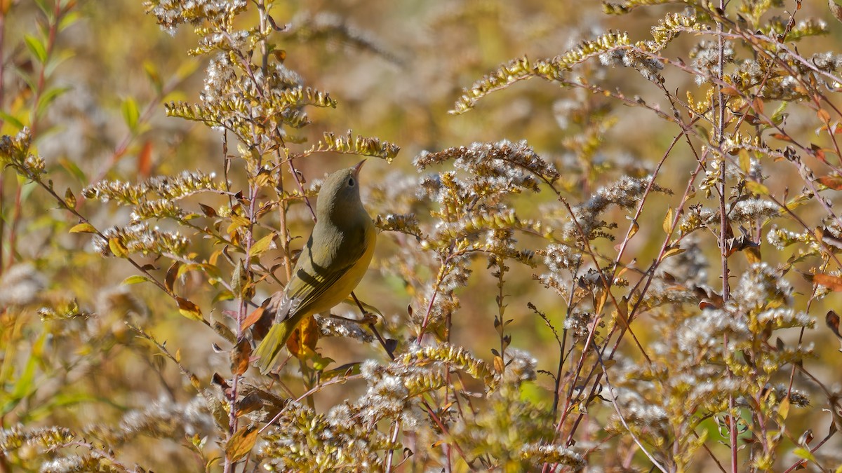 Nashville Warbler - ML644122822