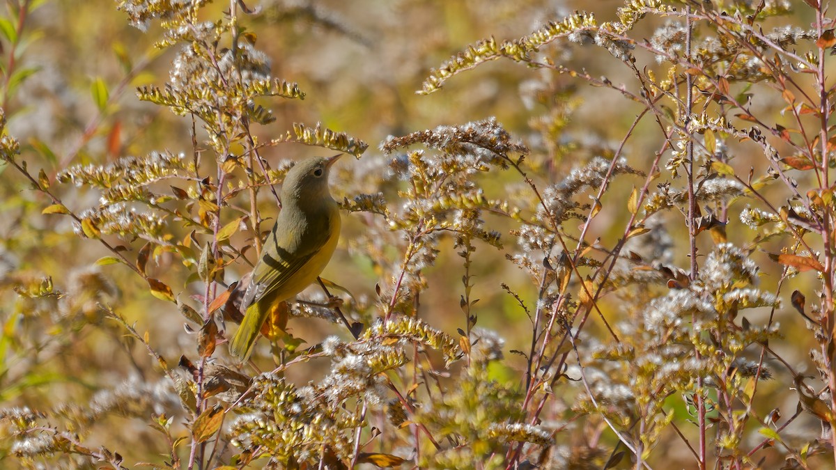Nashville Warbler - ML644122823