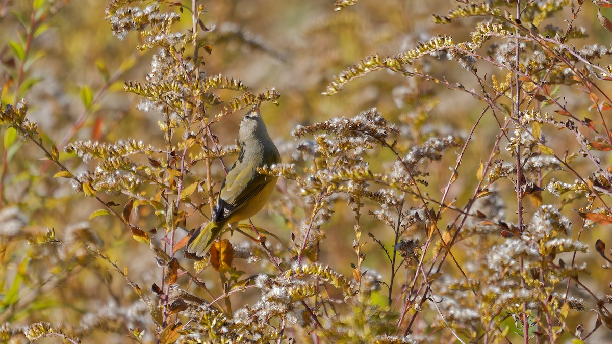 Nashville Warbler - ML644122824