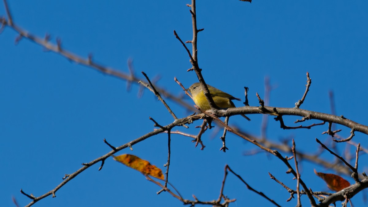 Nashville Warbler - ML644122826