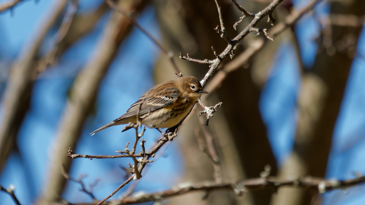 Yellow-rumped Warbler - ML644122828