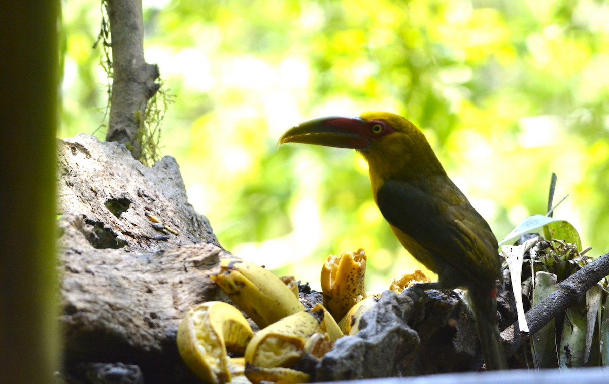 Saffron Toucanet - ML644122830
