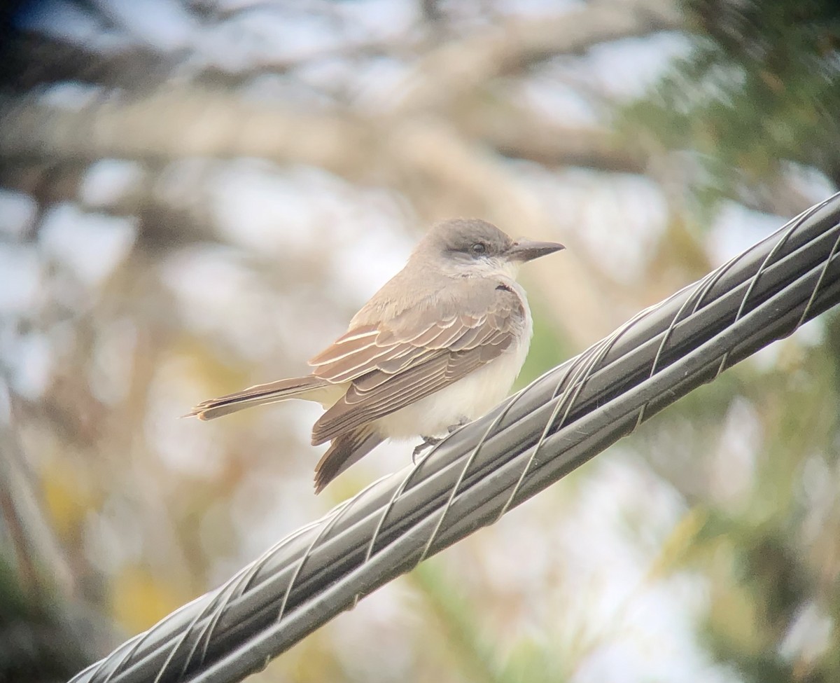 Gray Kingbird - ML644122836