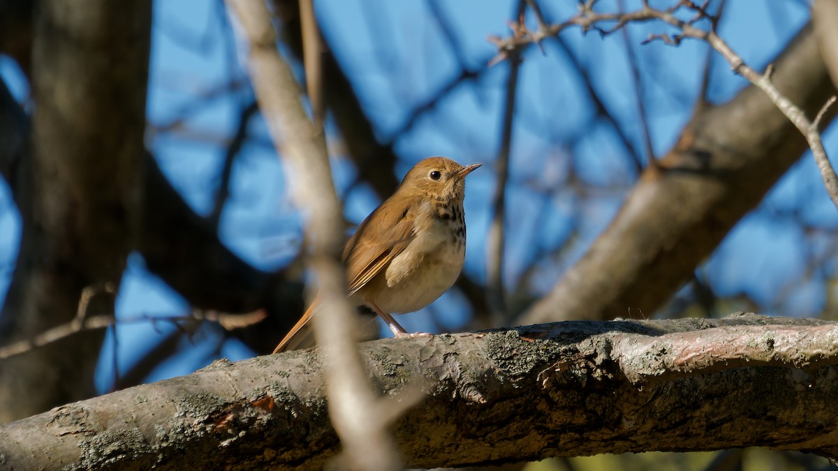 Hermit Thrush - ML644122838