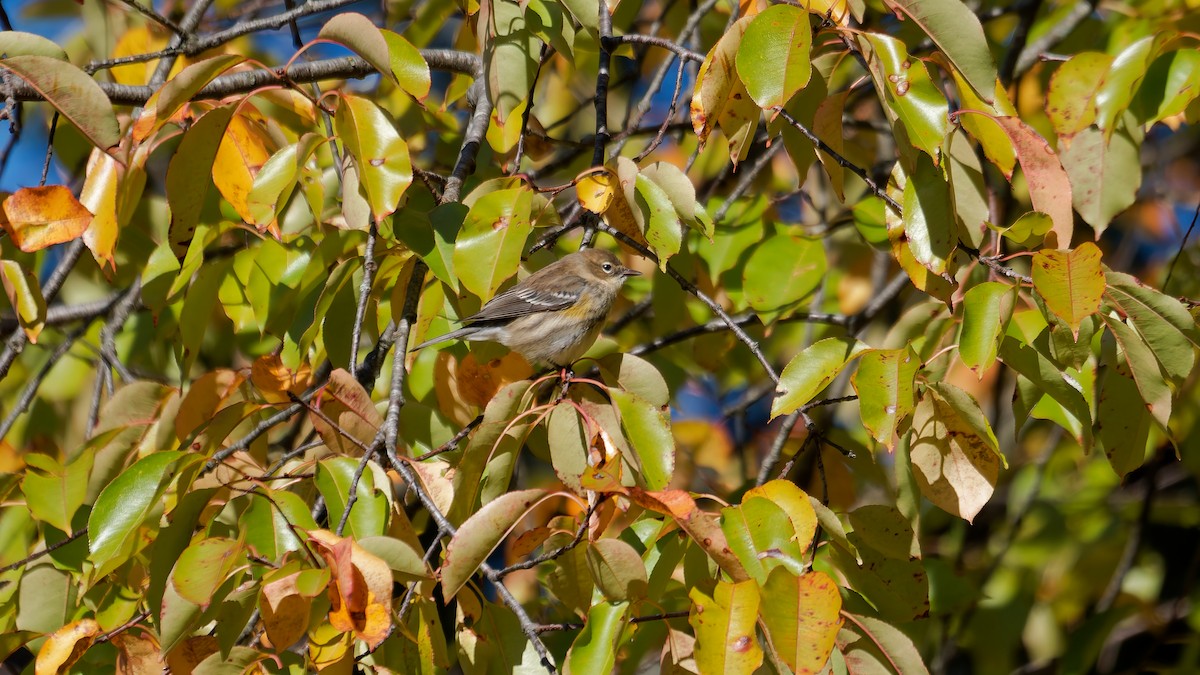 Yellow-rumped Warbler - ML644122843