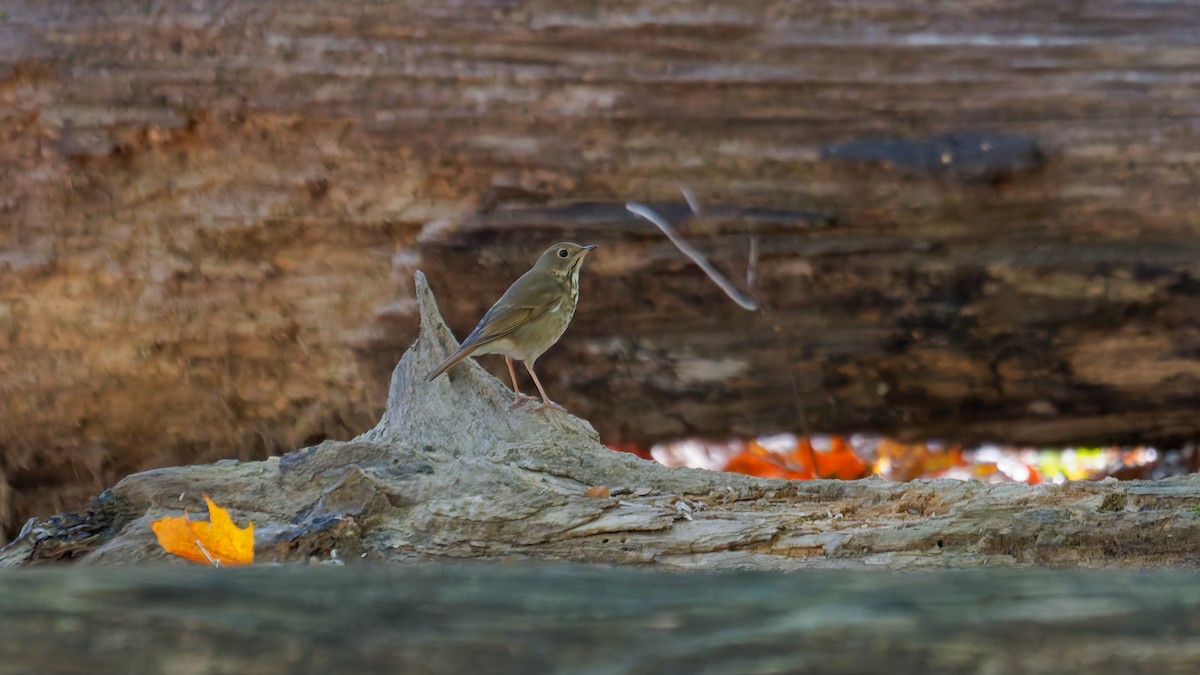 Hermit Thrush - ML644122853