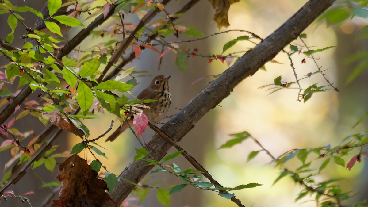 Hermit Thrush - ML644122854