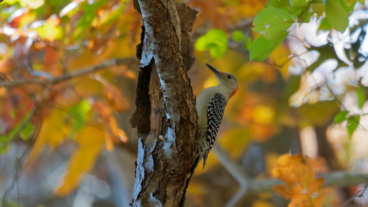 Red-bellied Woodpecker - ML644122887