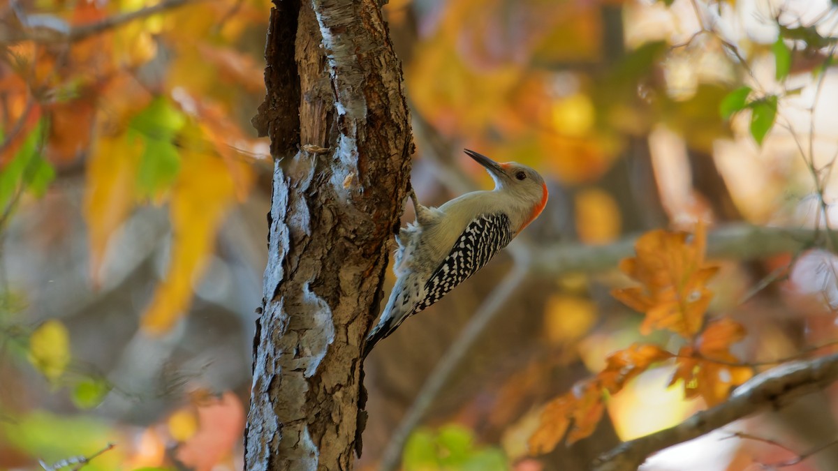 Red-bellied Woodpecker - ML644122888