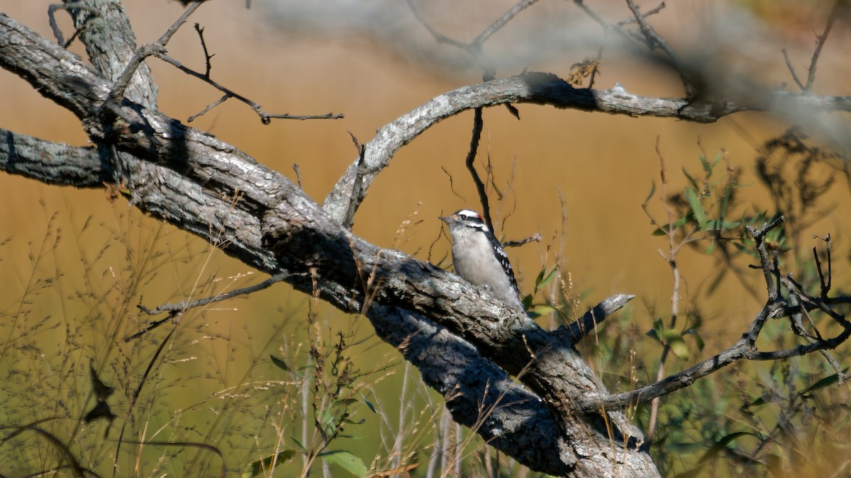 Downy Woodpecker - ML644122893