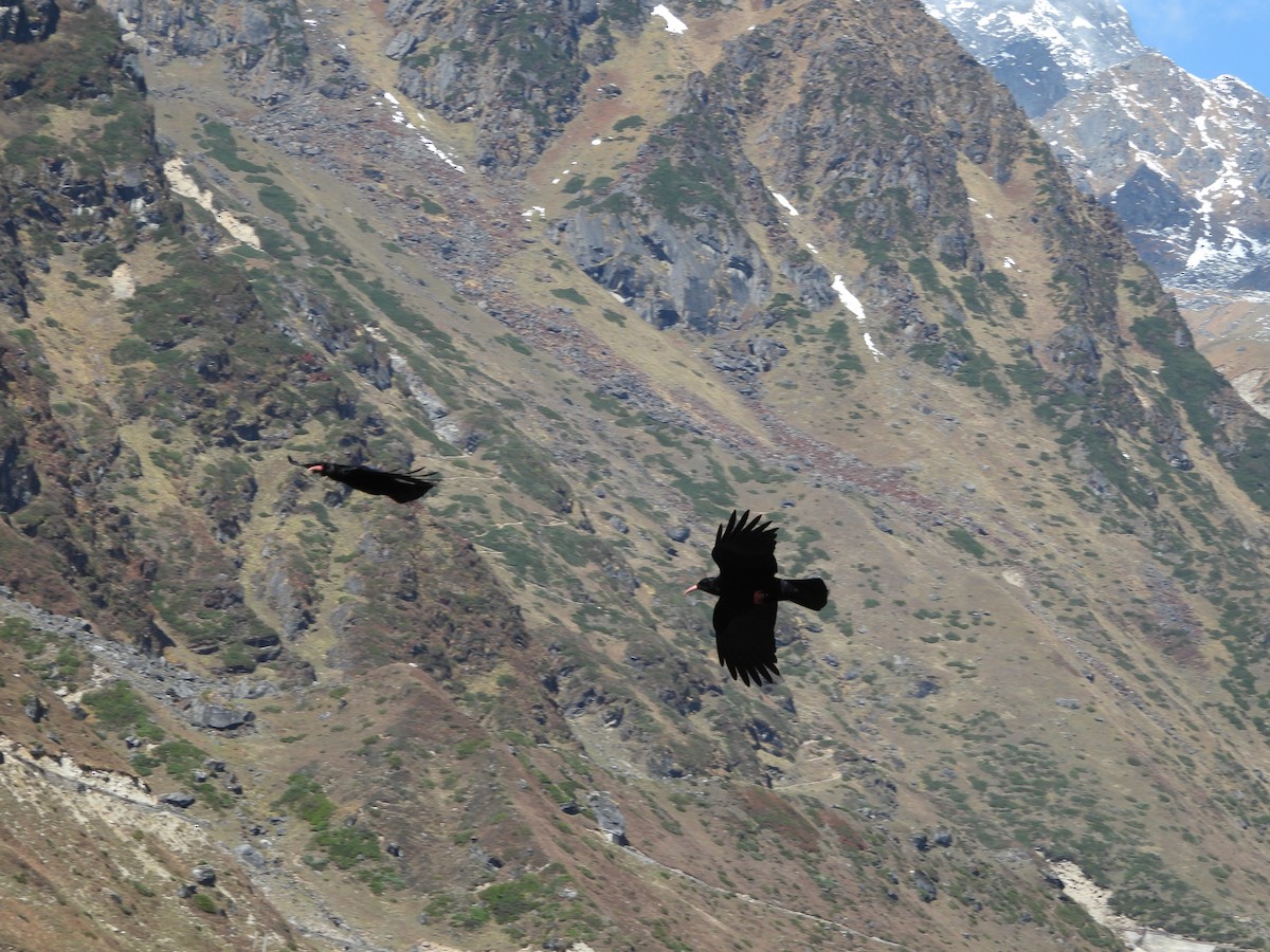 Red-billed Chough - ML644122894