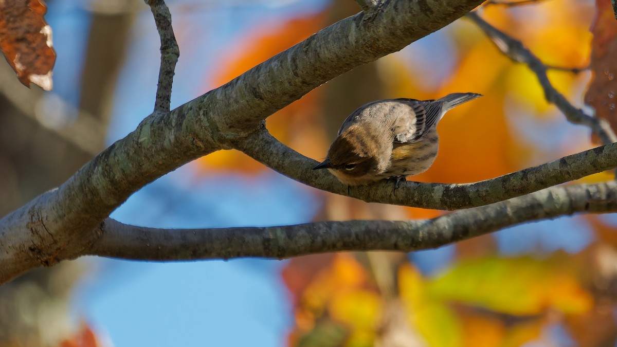 Yellow-rumped Warbler - ML644122904