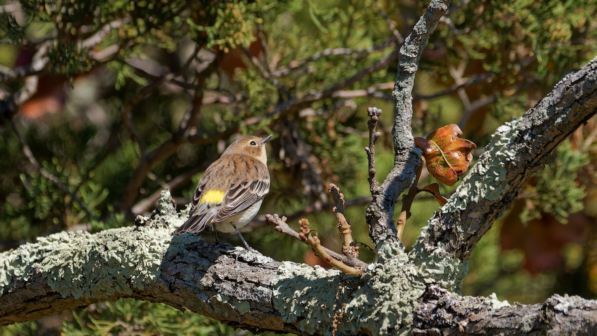 Yellow-rumped Warbler - ML644122905