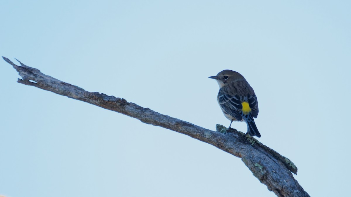 Yellow-rumped Warbler - ML644122911