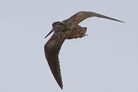 Eurasian Woodcock - ML644122912
