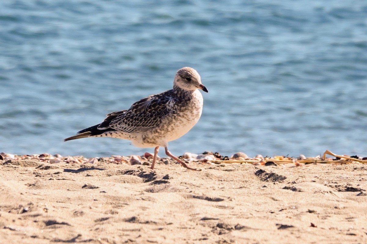 Ring-billed Gull - ML644122917