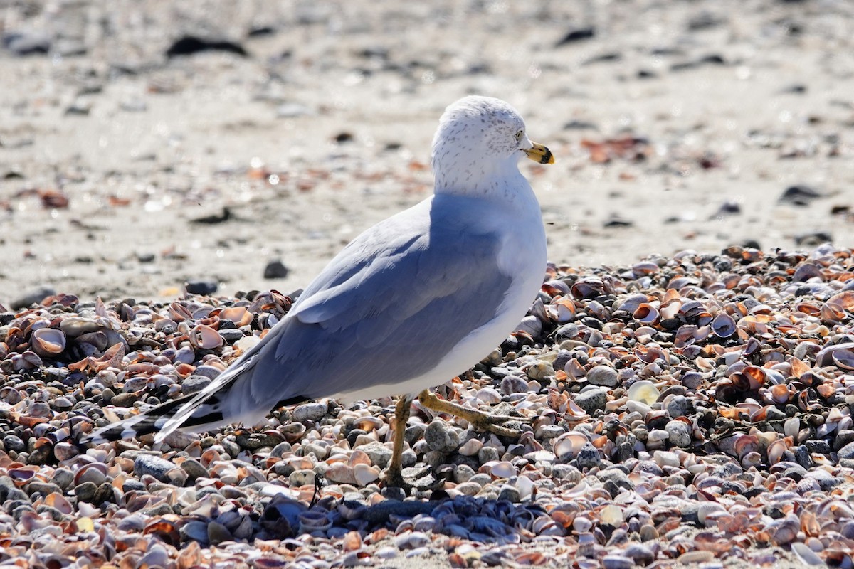 Ring-billed Gull - ML644122918