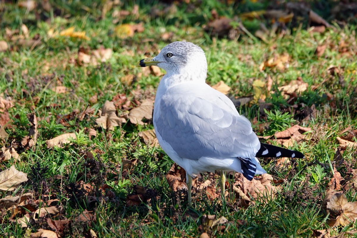 Ring-billed Gull - ML644122919