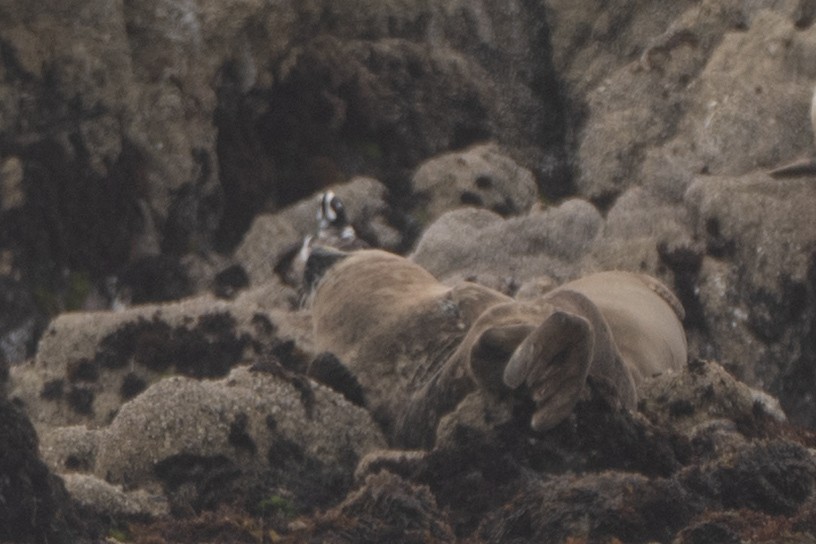Harlequin Duck - ML644122920