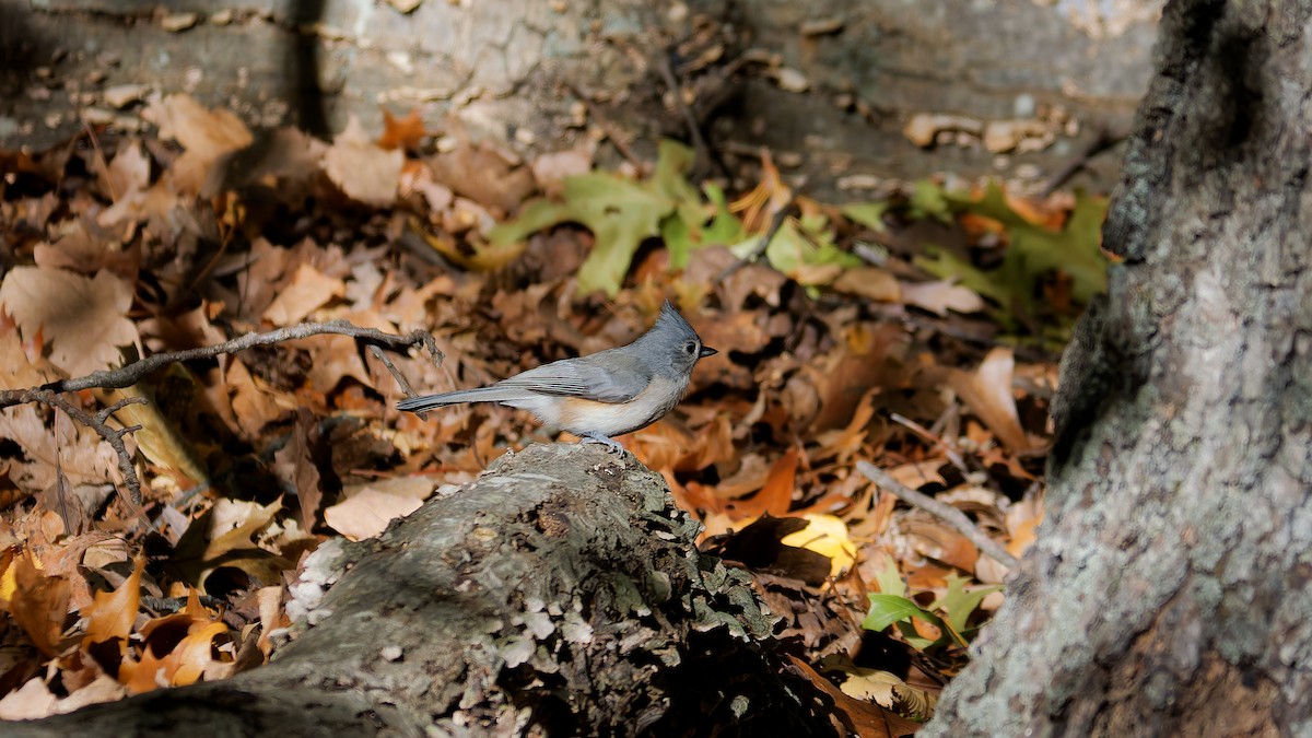 Tufted Titmouse - ML644122921