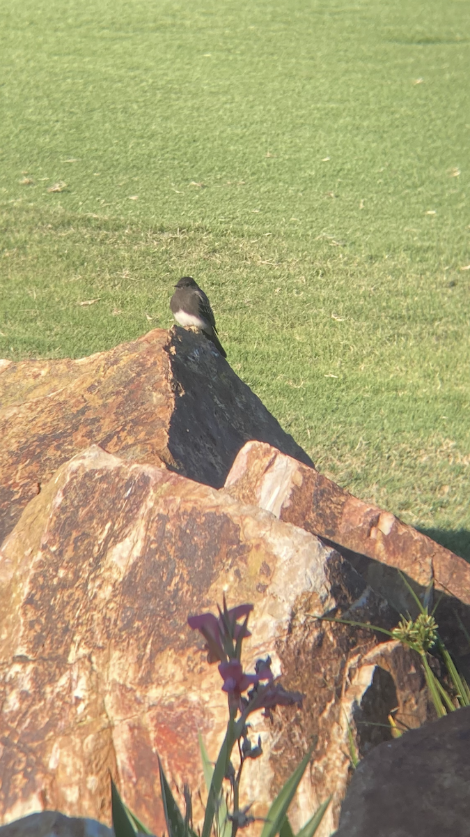 Black Phoebe - ML644122923