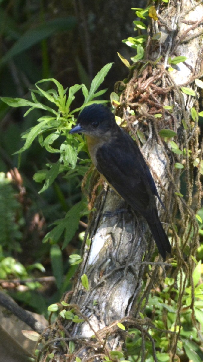 Crested Becard - ML644122934