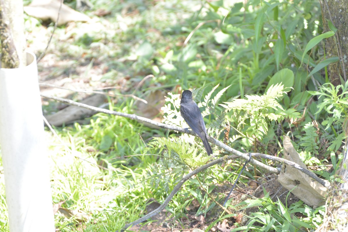 Crested Becard - ML644122935