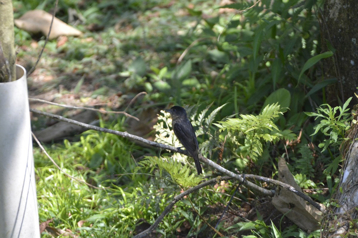 Crested Becard - ML644122938