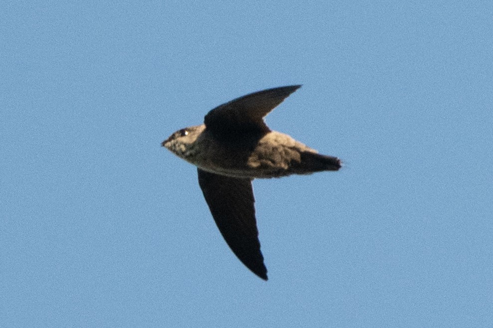 Vaux's Swift - ML644122944