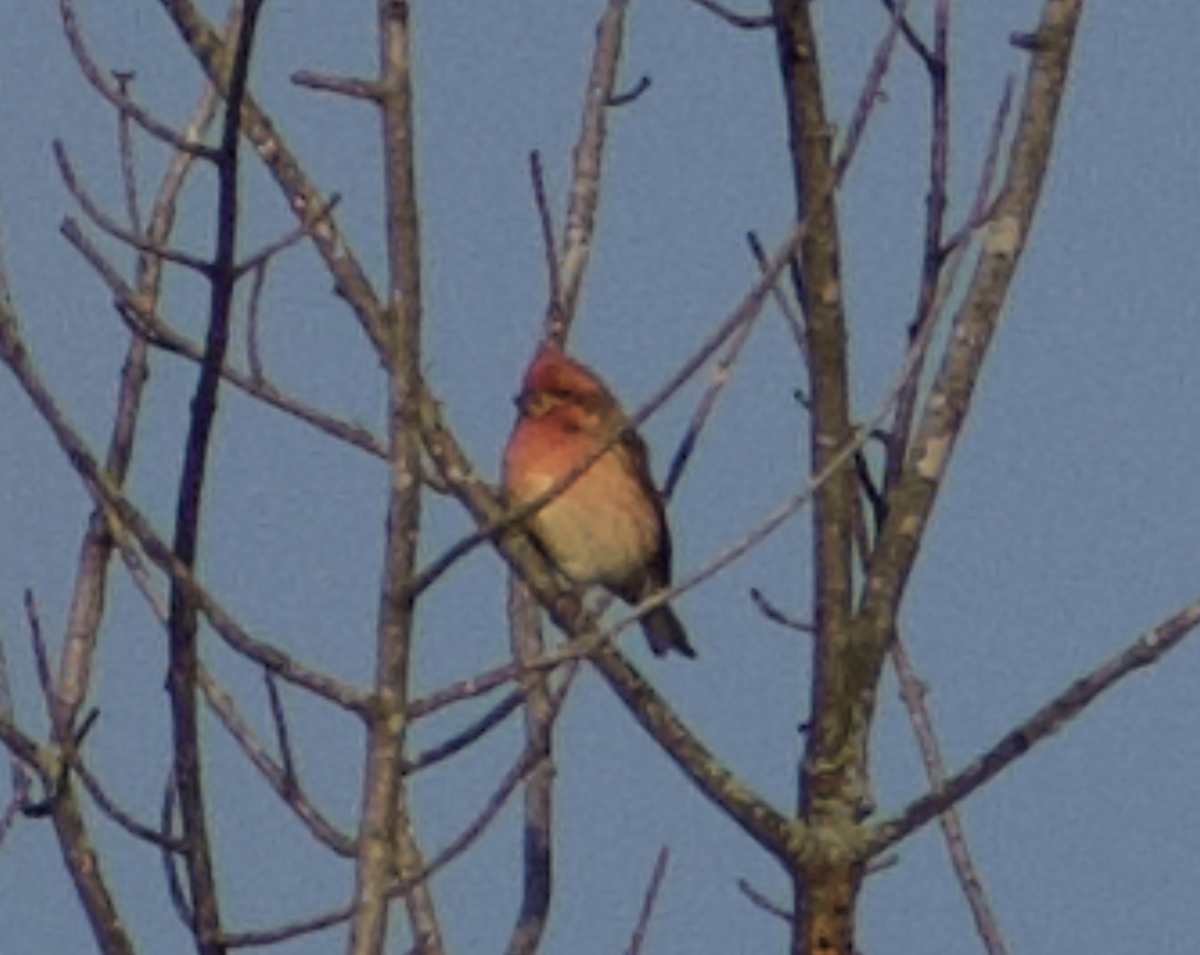 Purple Finch - ML644122949