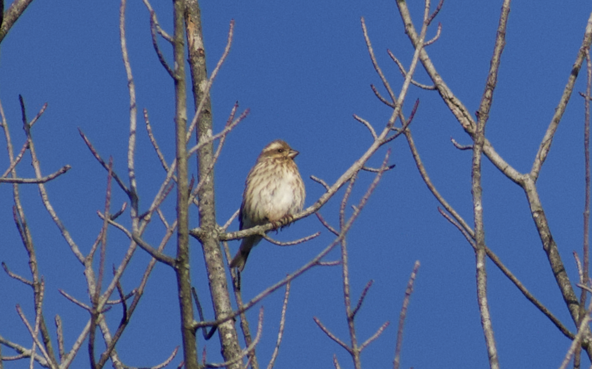 Purple Finch - ML644122950