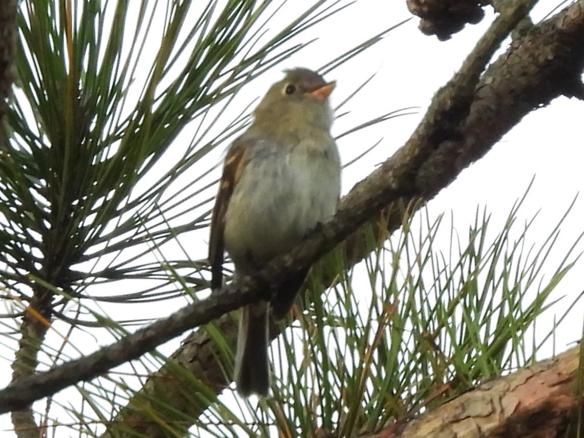 Least Flycatcher - ML644122954