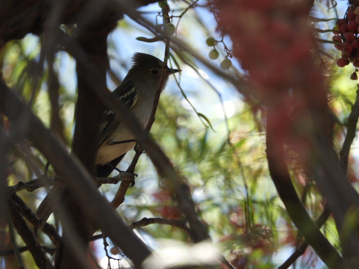 シラギクタイランチョウ - ML644122956