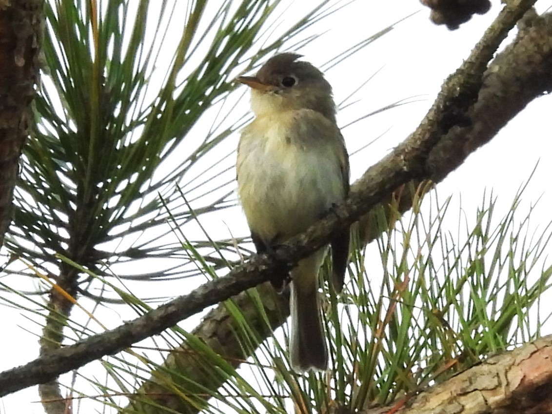 Least Flycatcher - ML644122962